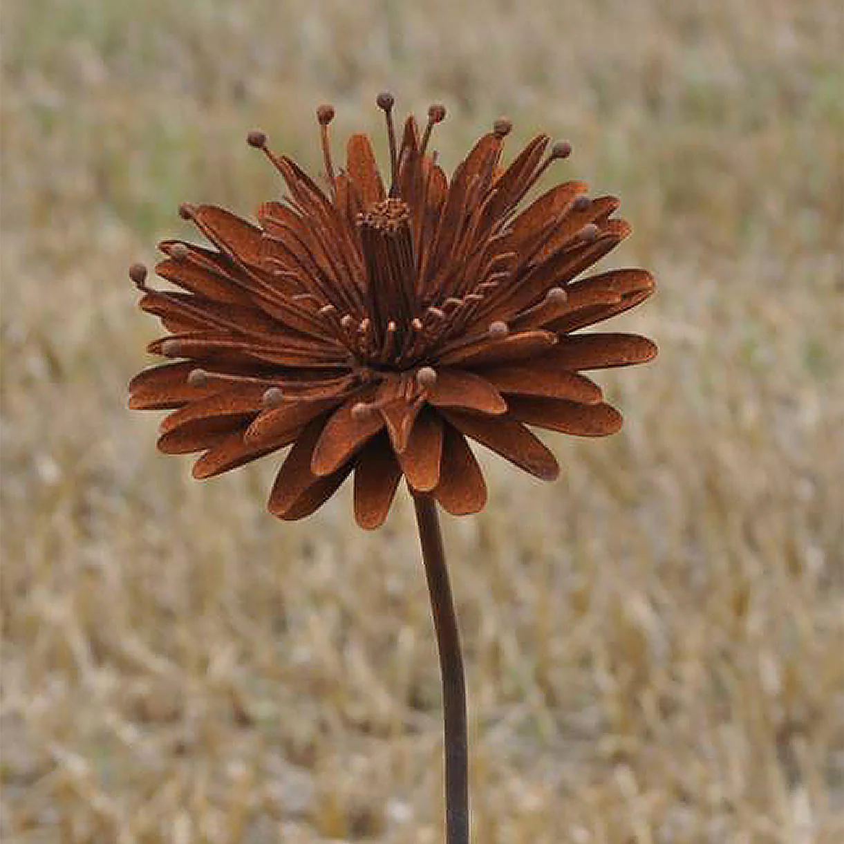 Rusted Aster Flower - Image 2