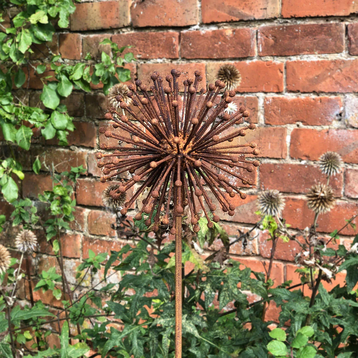 Rusted Dandelion Seedhead Flower
