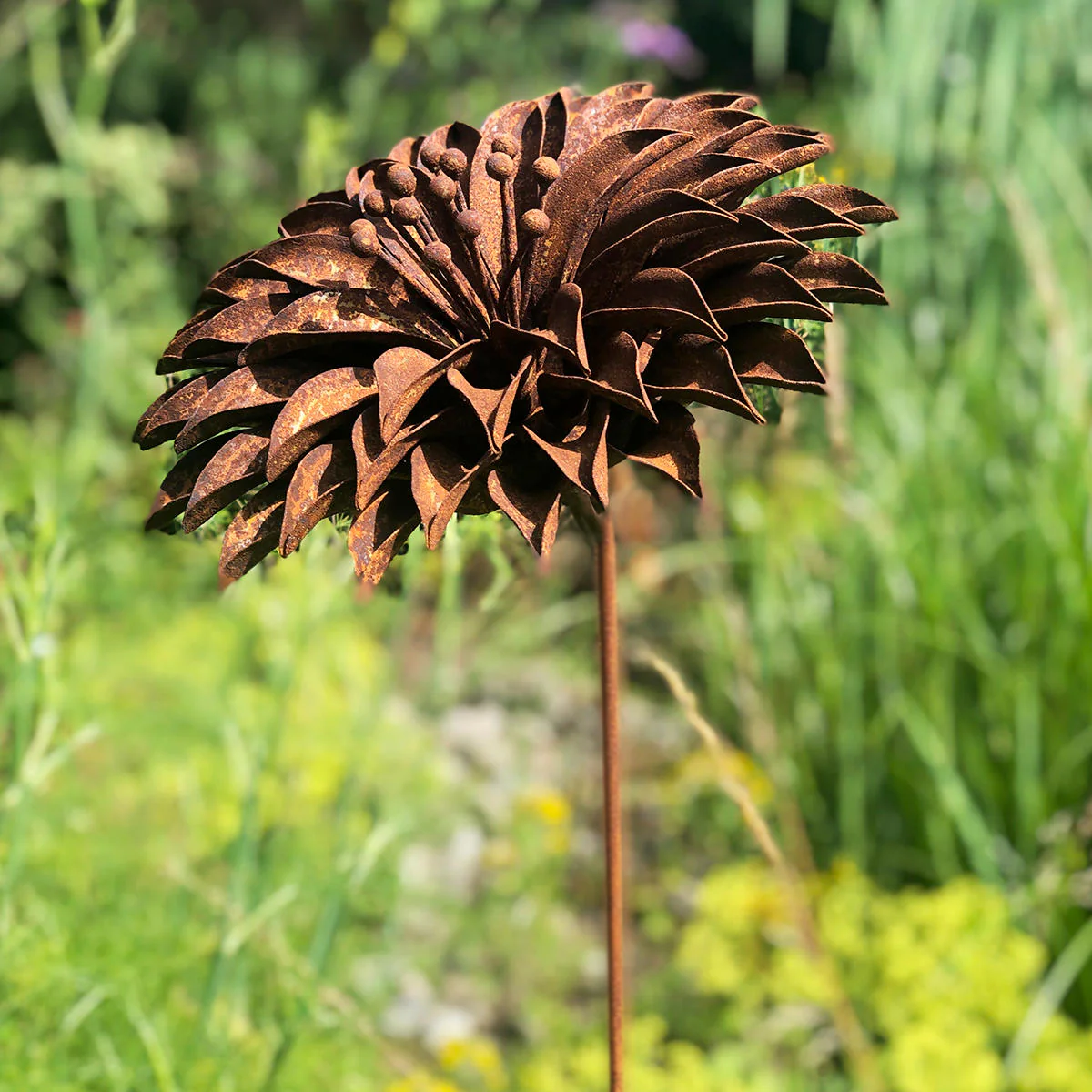 Rusted Starburst Dahlia