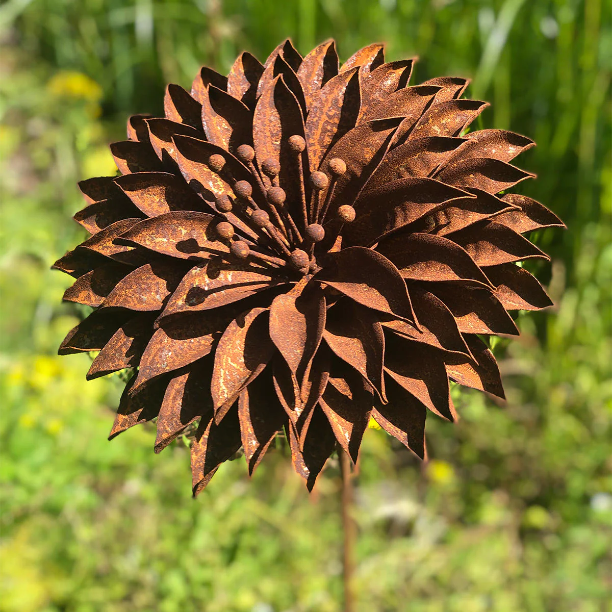 Rusted Starburst Dahlia - Image 2
