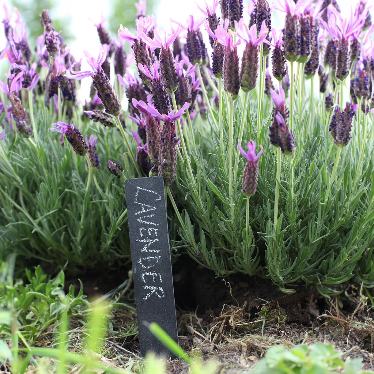 Set of Six Slate Plant Markers - Image 2