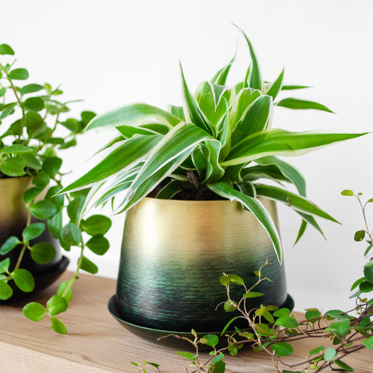 Small Lustre Planter with Saucer - Image 4