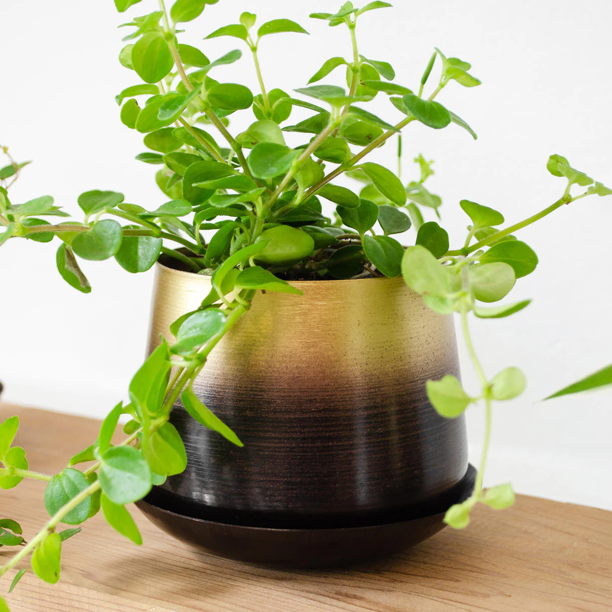 Small Lustre Planter with Saucer - Image 5
