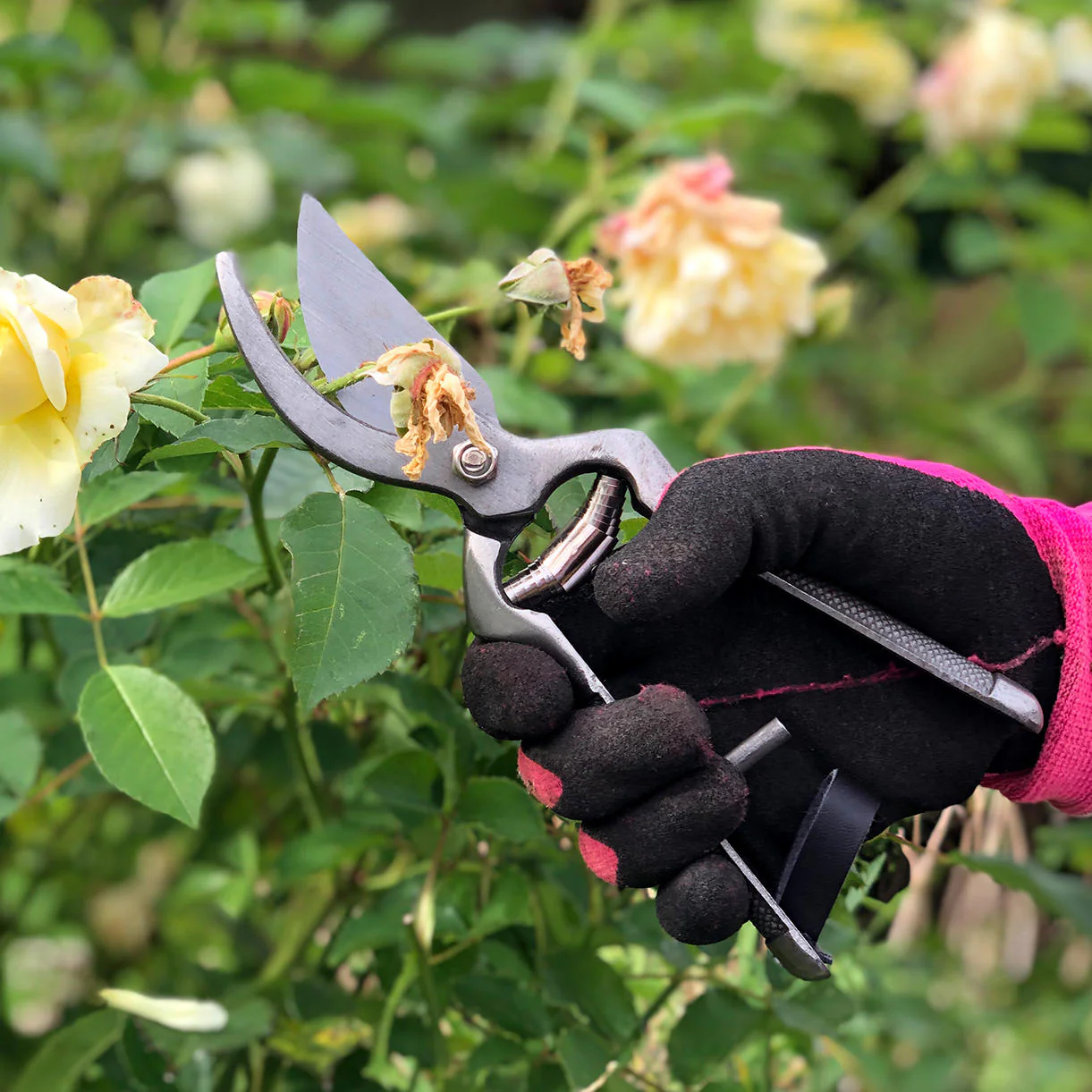 Stainless Steel Pruner