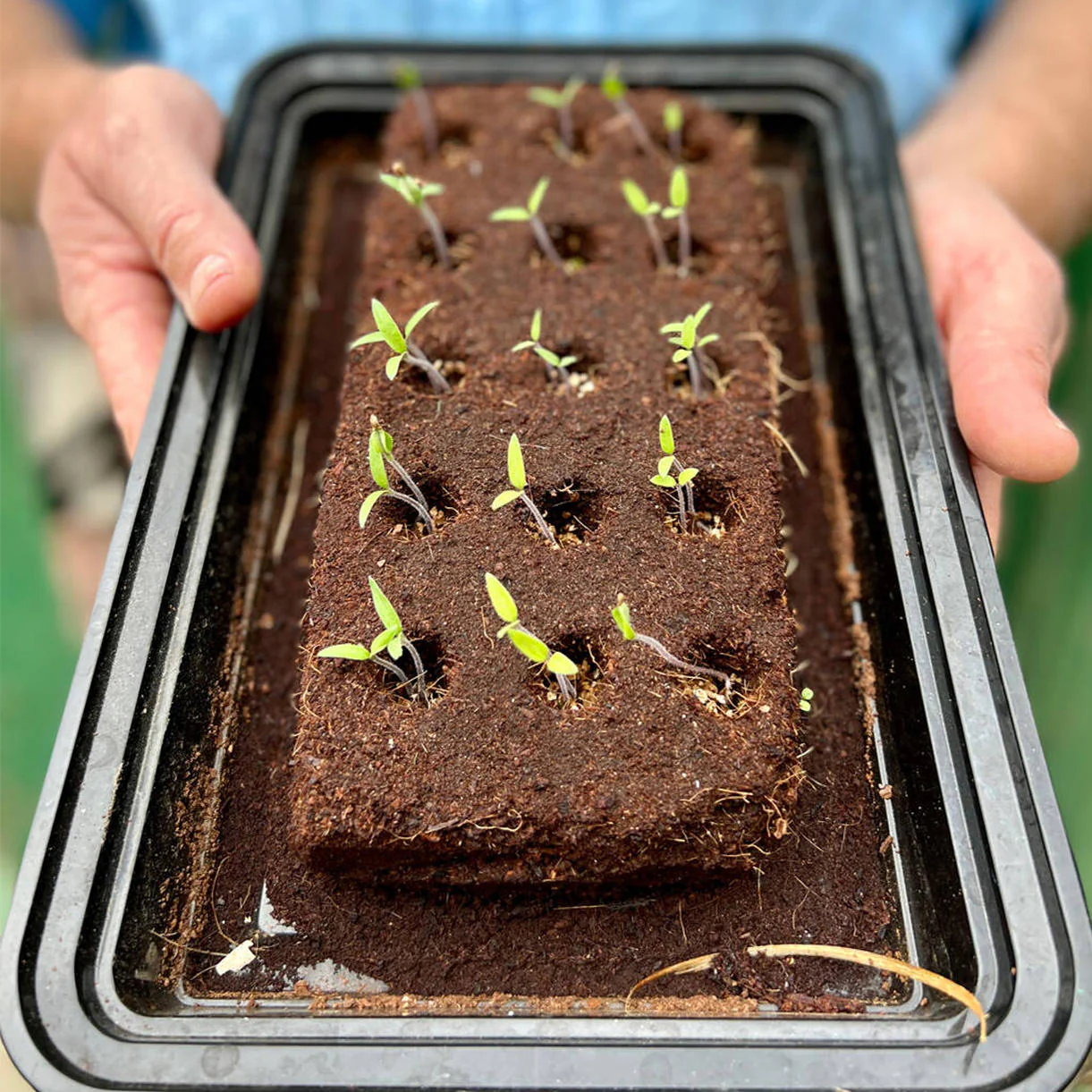 The Gin Bar Seeds - Image 3