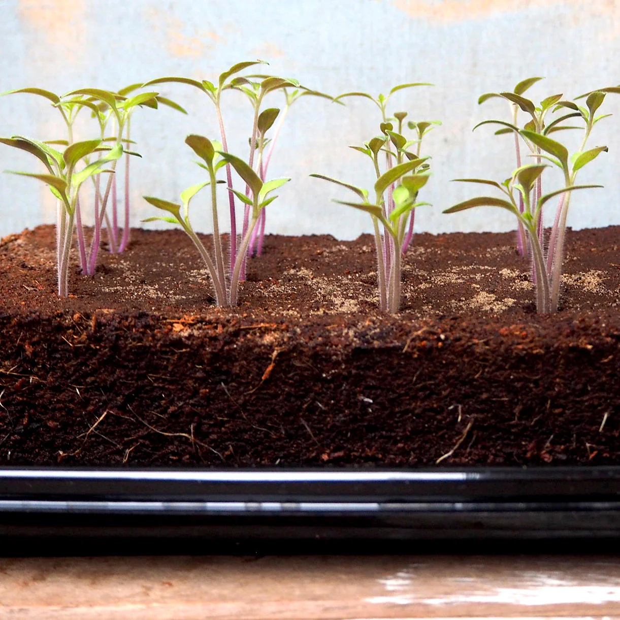 The Gin Bar Seeds - Image 4