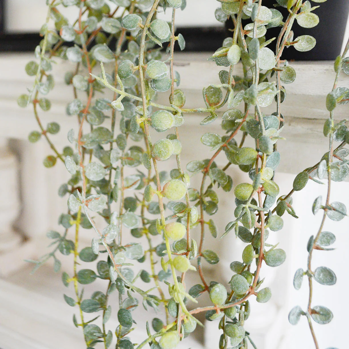 Trailing Faux Senecio in pot - Image 3