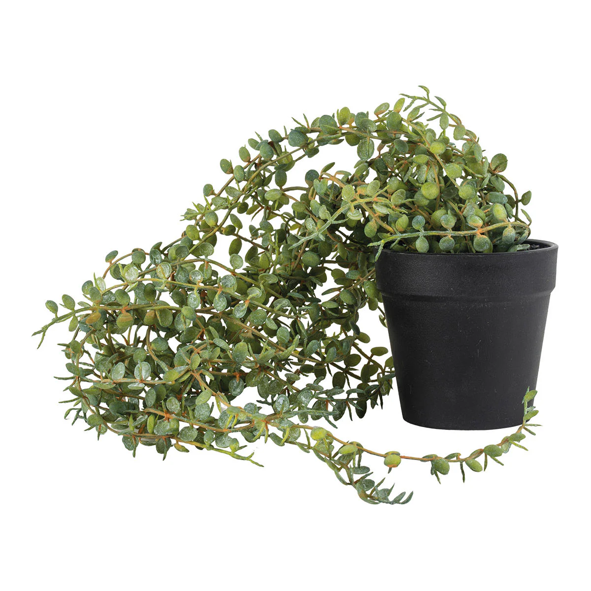 Trailing Faux Senecio in pot - Image 4
