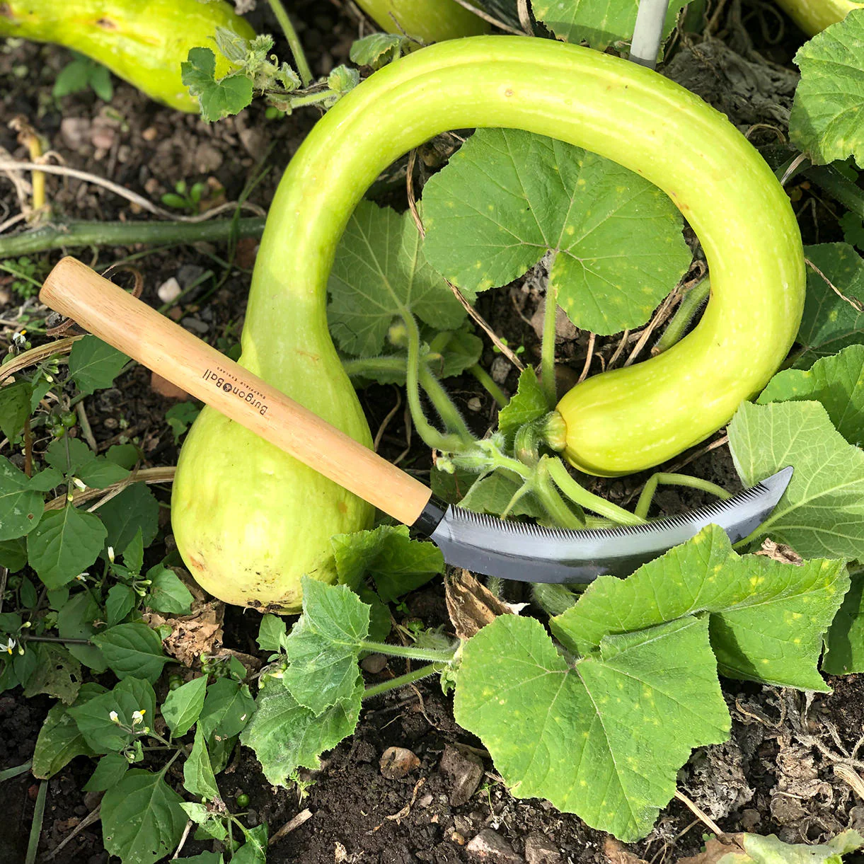 Vegetable Harvesting Sickle